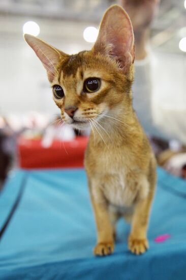 13th International cat show "Grand Prix Royal Canin 2014"