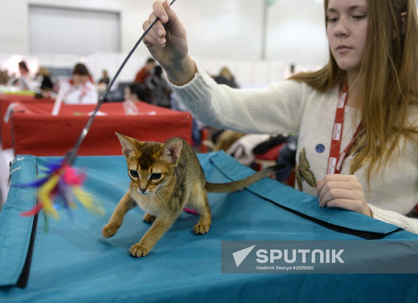 13th International cat show "Grand Prix Royal Canin 2014"