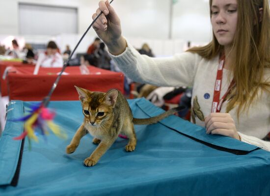13th International cat show "Grand Prix Royal Canin 2014"