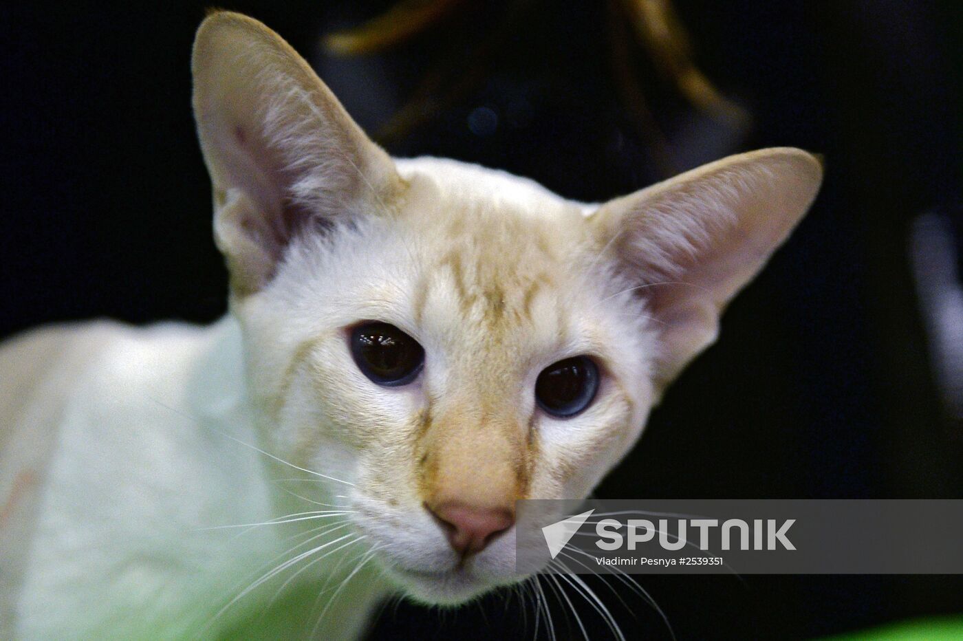 13th International cat show "Grand Prix Royal Canin 2014"