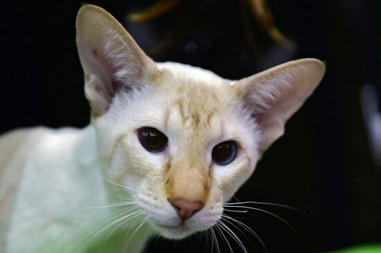 13th International cat show "Grand Prix Royal Canin 2014"