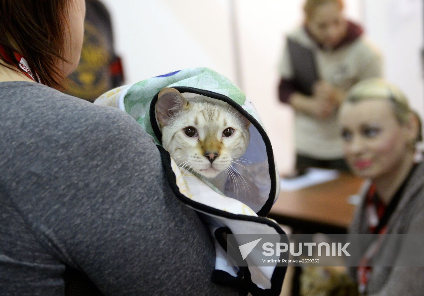 13th International cat show "Grand Prix Royal Canin 2014"