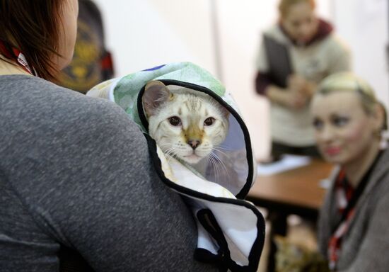 13th International cat show "Grand Prix Royal Canin 2014"