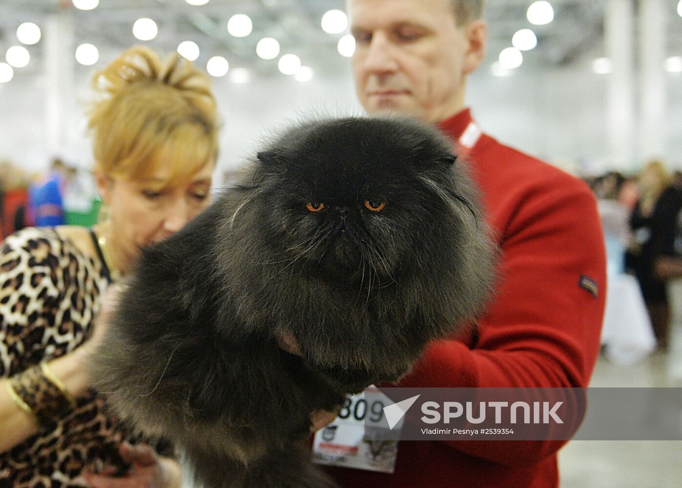 13th International cat show "Grand Prix Royal Canin 2014"