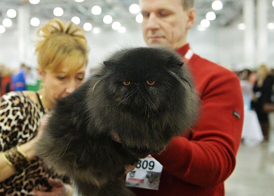 13th International cat show "Grand Prix Royal Canin 2014"