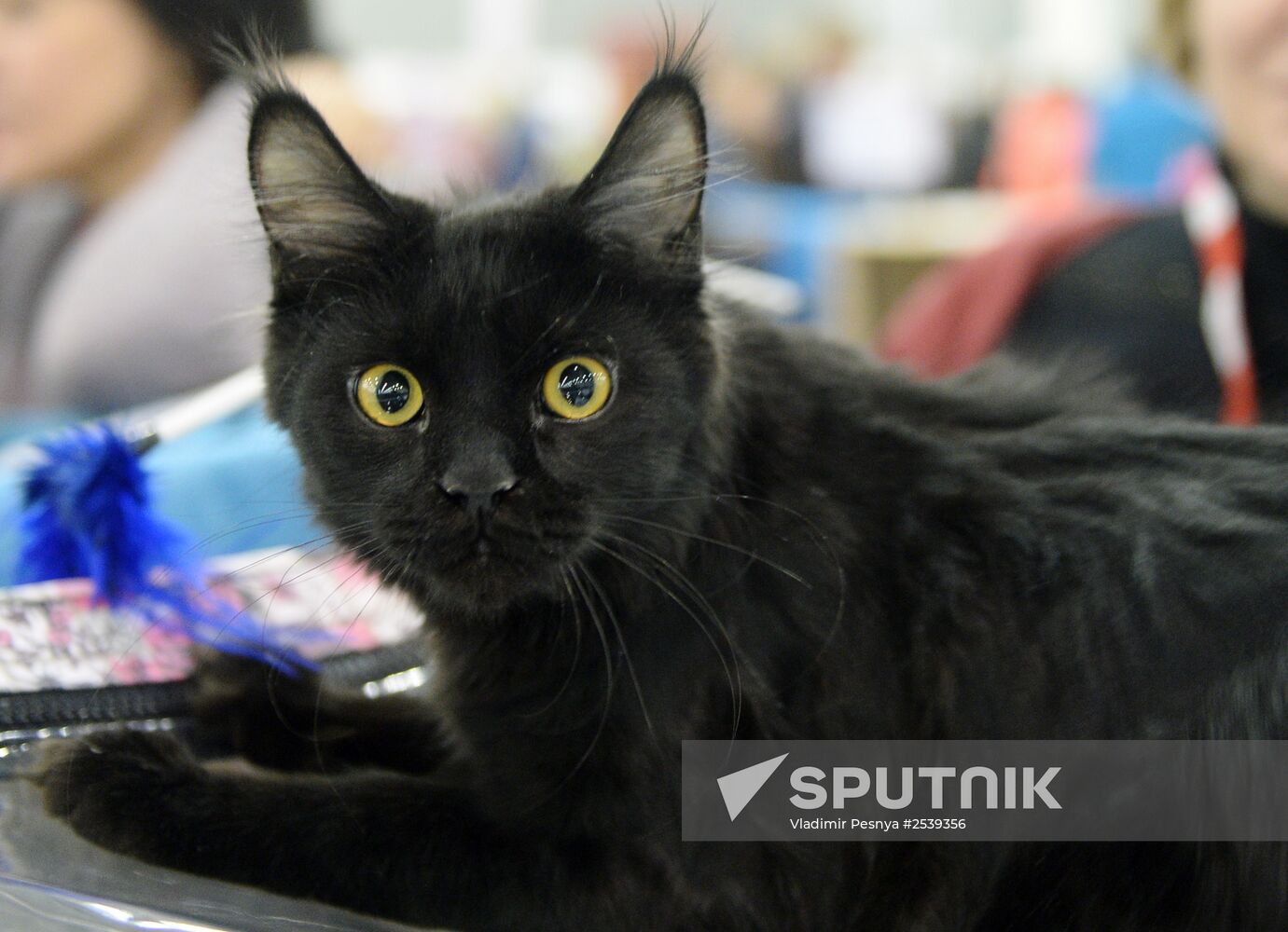 13th International cat show "Grand Prix Royal Canin 2014"