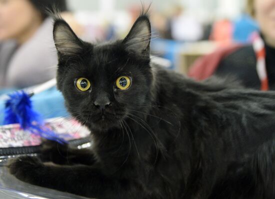 13th International cat show "Grand Prix Royal Canin 2014"