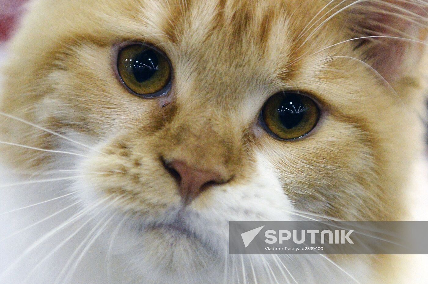 13th International cat show "Grand Prix Royal Canin 2014"