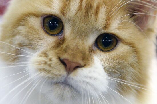 13th International cat show "Grand Prix Royal Canin 2014"