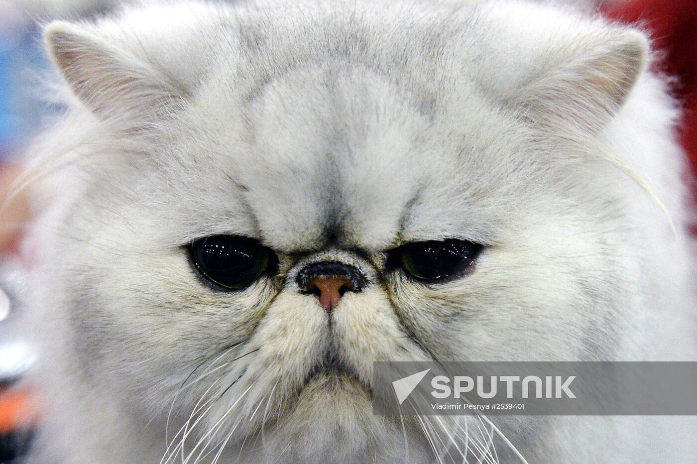 13th International cat show "Grand Prix Royal Canin 2014"