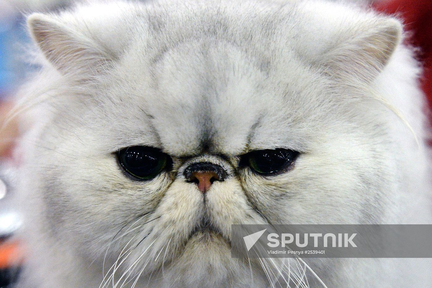 13th International cat show "Grand Prix Royal Canin 2014"