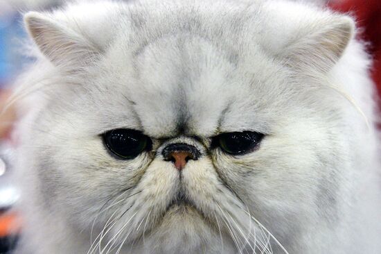 13th International cat show "Grand Prix Royal Canin 2014"