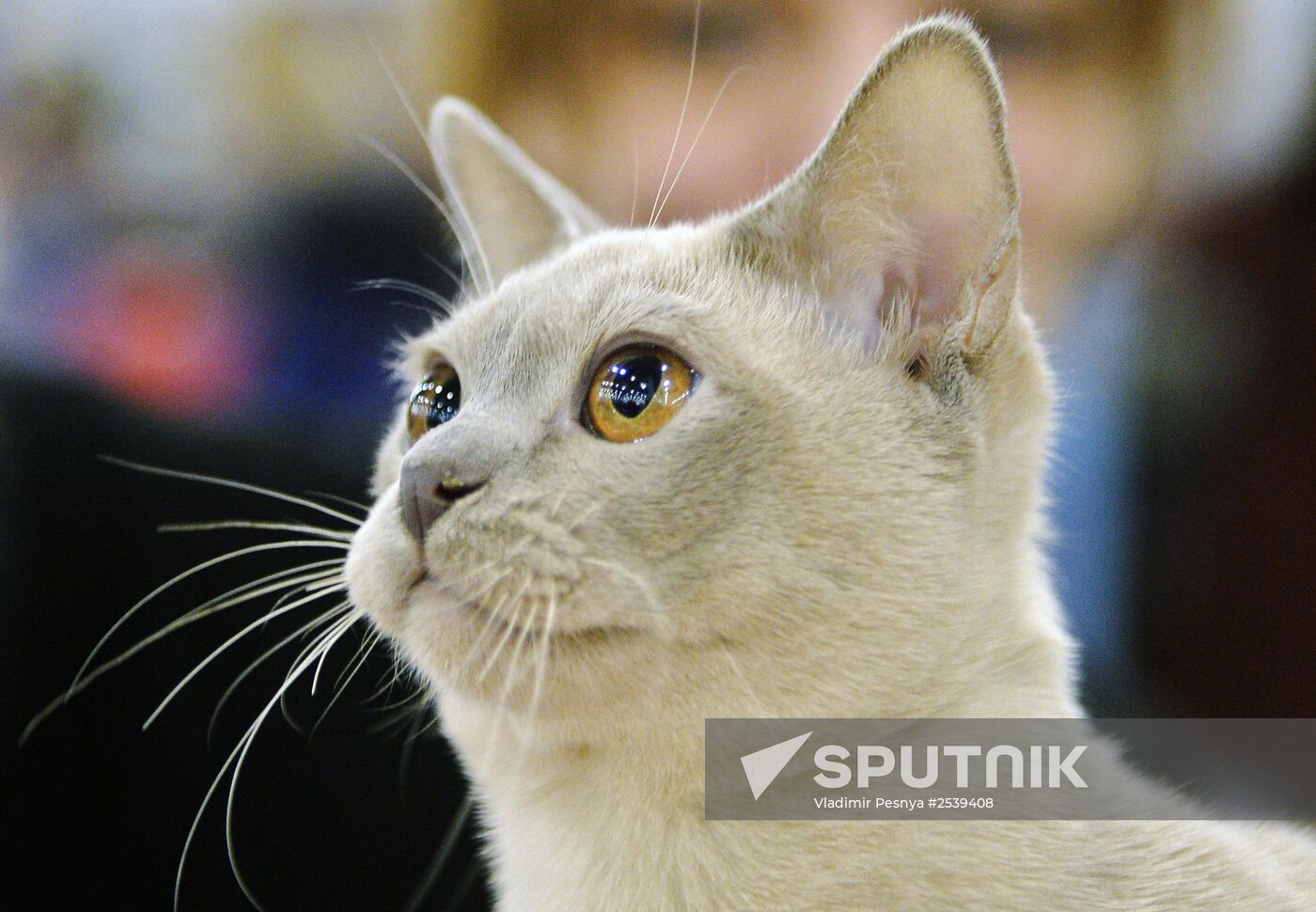 13th International cat show "Grand Prix Royal Canin 2014"