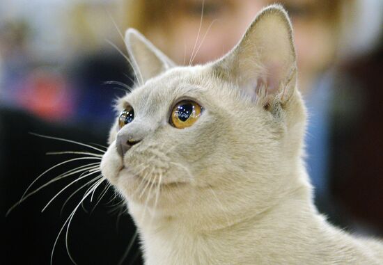13th International cat show "Grand Prix Royal Canin 2014"