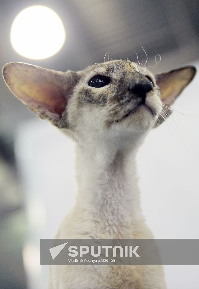 13th International cat show "Grand Prix Royal Canin 2014"