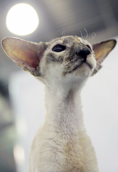 13th International cat show "Grand Prix Royal Canin 2014"