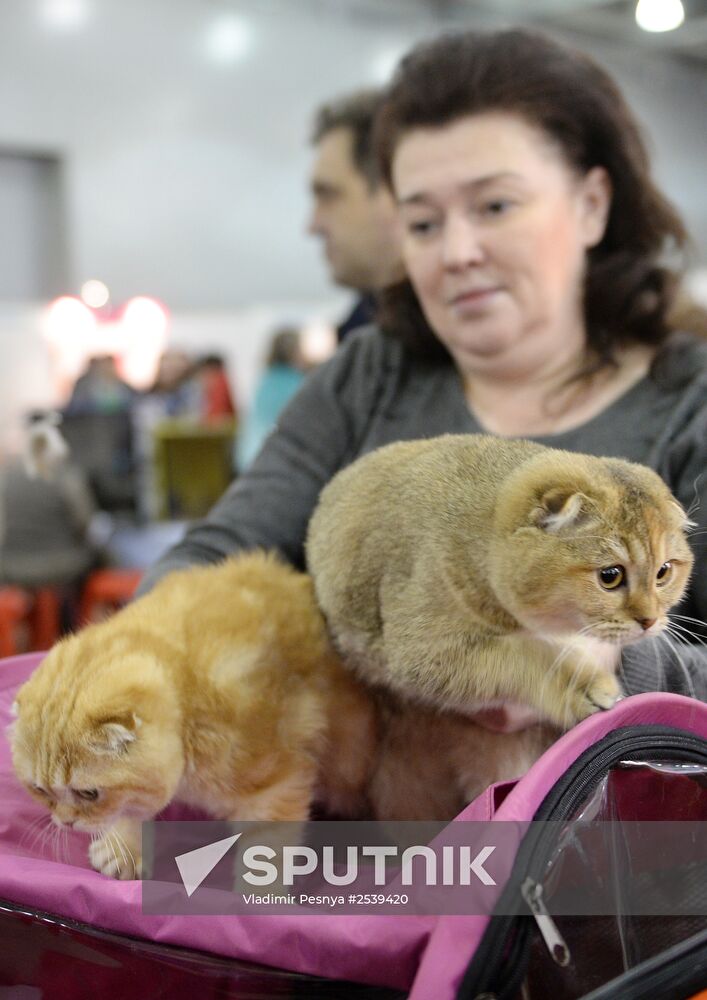 Scottish Fold cats at the 13th International Cat Show "Grand Prix Royal Canin 2014" at Moscow's Crocus Expo. Location: Russia, Moscow. Author: Vladimir Pesnya/Sputnik. 13th International cat show "Grand Prix Royal Canin 2014"