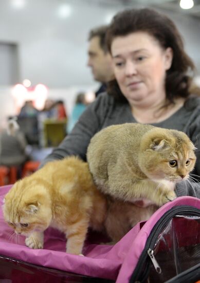 13th International cat show "Grand Prix Royal Canin 2014"