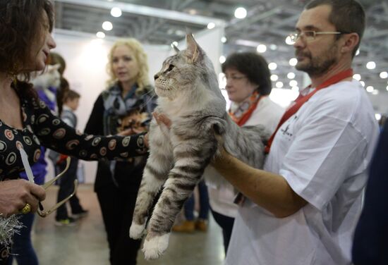 13th International cat show "Grand Prix Royal Canin 2014"