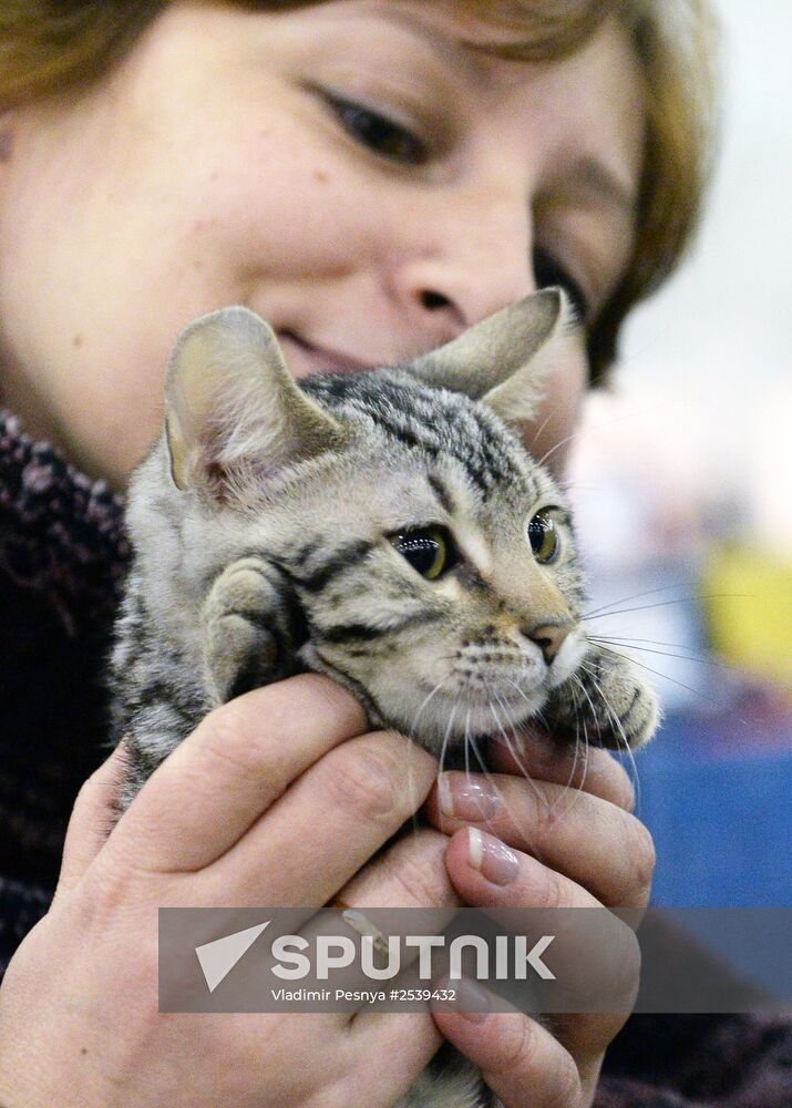 13th International cat show "Grand Prix Royal Canin 2014"