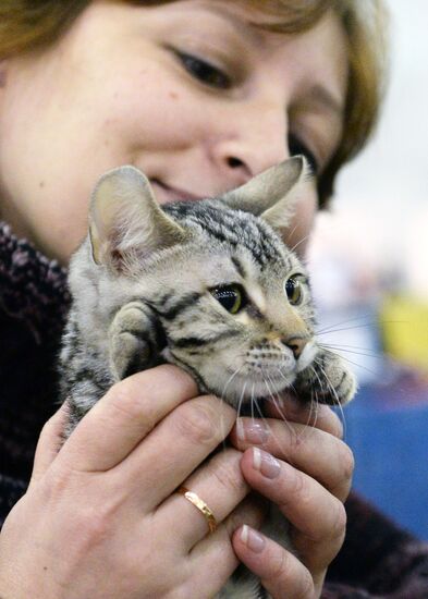 13th International cat show "Grand Prix Royal Canin 2014"