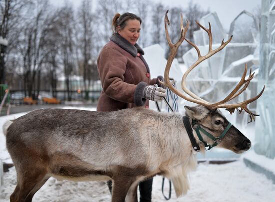 A reindeer arrives at Snow Queen festival site in downtown Moscow