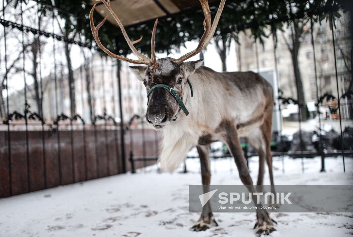 A reindeer arrives at Snow Queen festival site in downtown Moscow