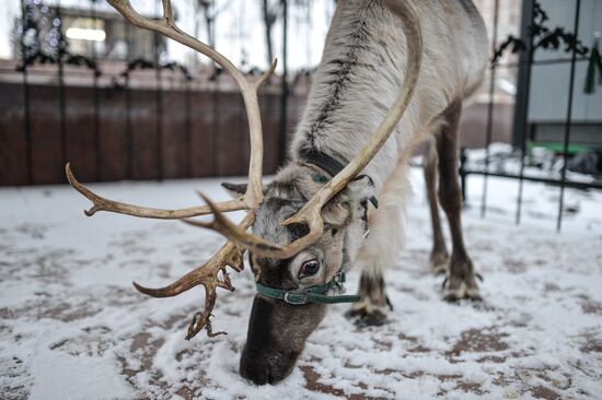 Reindeer arrives at Snow Queen festival site in downtown Moscow