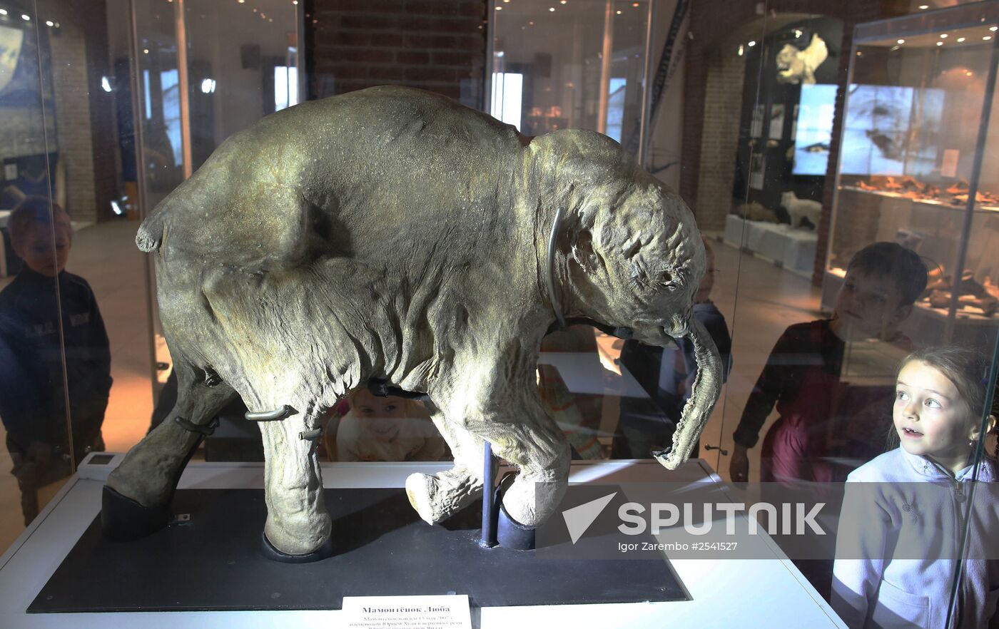 Yamal mammoth Lyuba