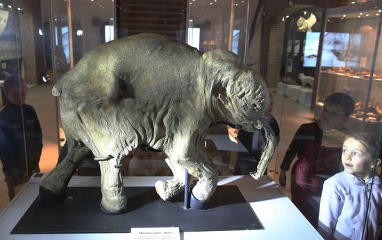 Yamal mammoth Lyuba