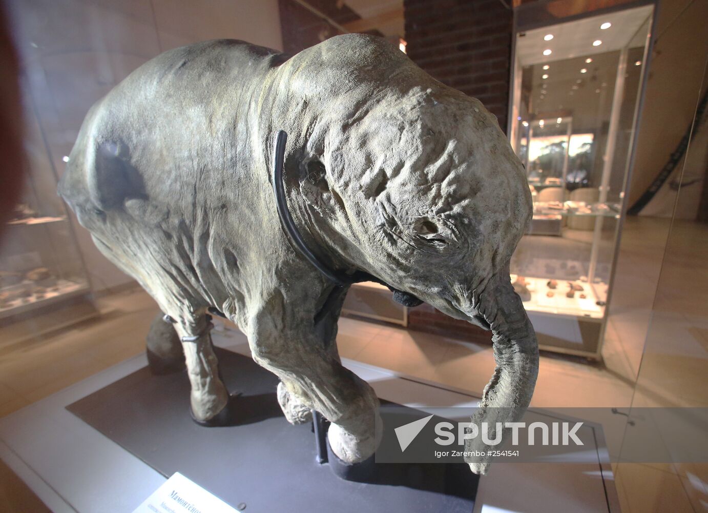 Yamal mammoth Lyuba