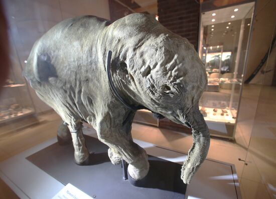 Yamal mammoth Lyuba