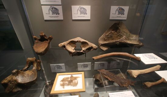 Yamal mammoth Lyuba