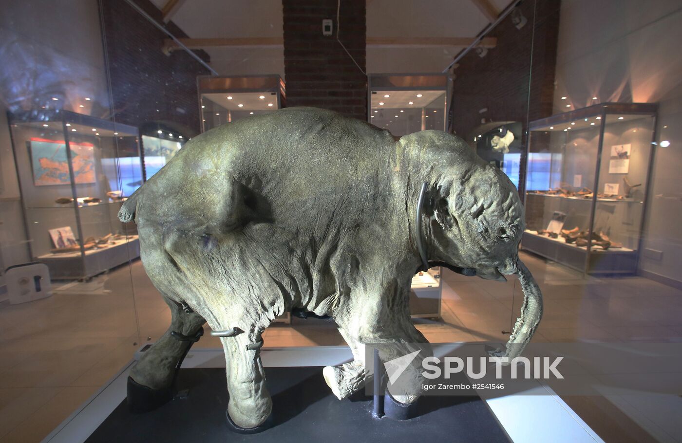 Yamal mammoth Lyuba