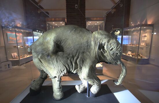 Yamal mammoth Lyuba