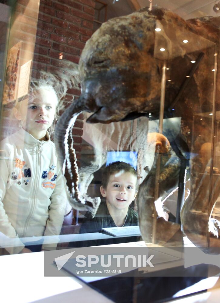 Yamal mammoth Lyuba