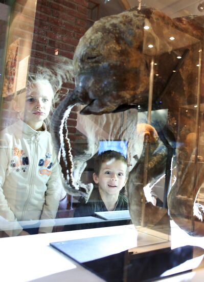 Yamal mammoth Lyuba