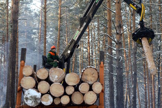 Logging in Altai Territory