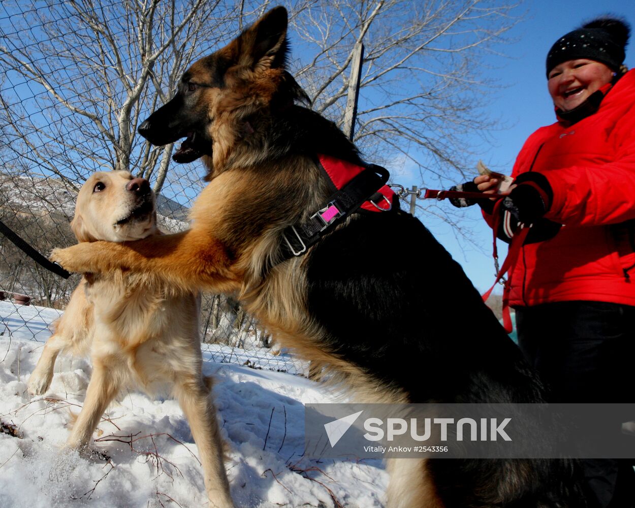 Mass competition "Draught Dogs' Fun Starts"