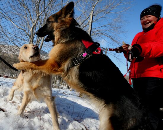 Mass competition "Draught Dogs' Fun Starts"