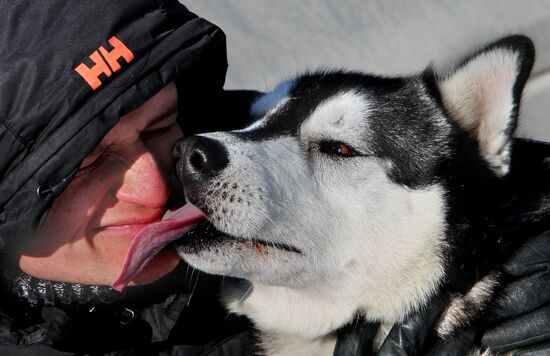 Mass competition "Draught Dogs' Fun Starts"