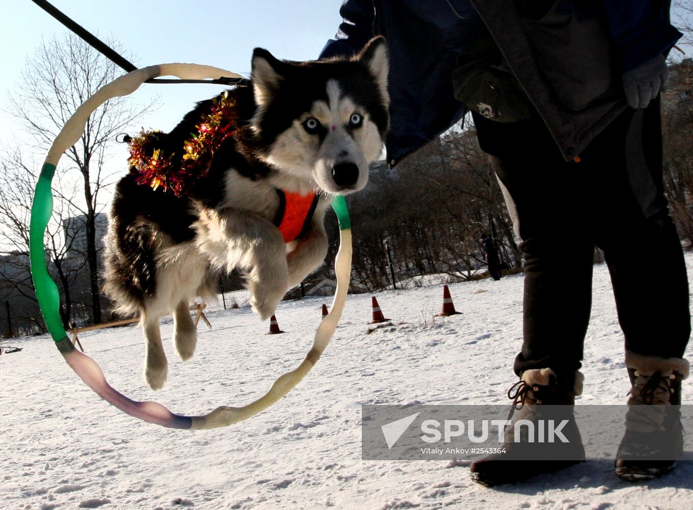 Mass competition "Draught Dogs' Fun Starts"