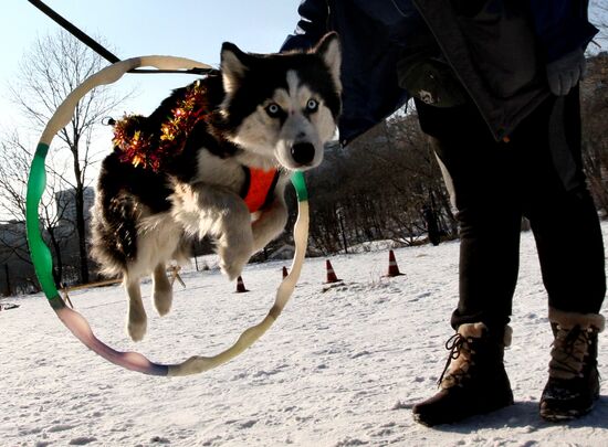 Mass competition "Draught Dogs' Fun Starts"