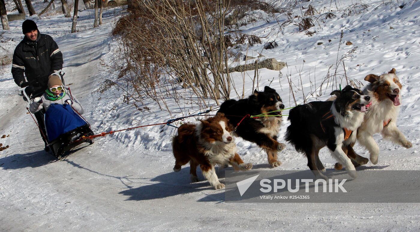 Mass competition "Draught Dogs' Fun Starts"