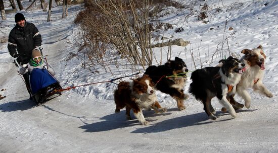 Mass competition "Draught Dogs' Fun Starts"