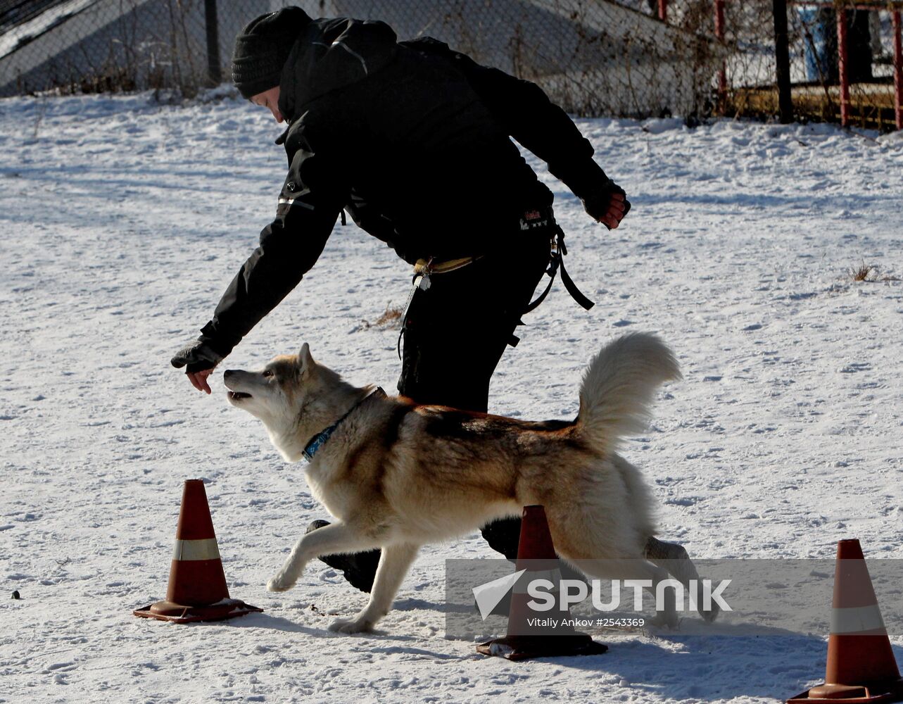 Mass competition "Draught Dogs' Fun Starts"