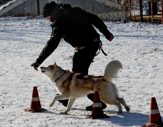 Mass competition "Draught Dogs' Fun Starts"