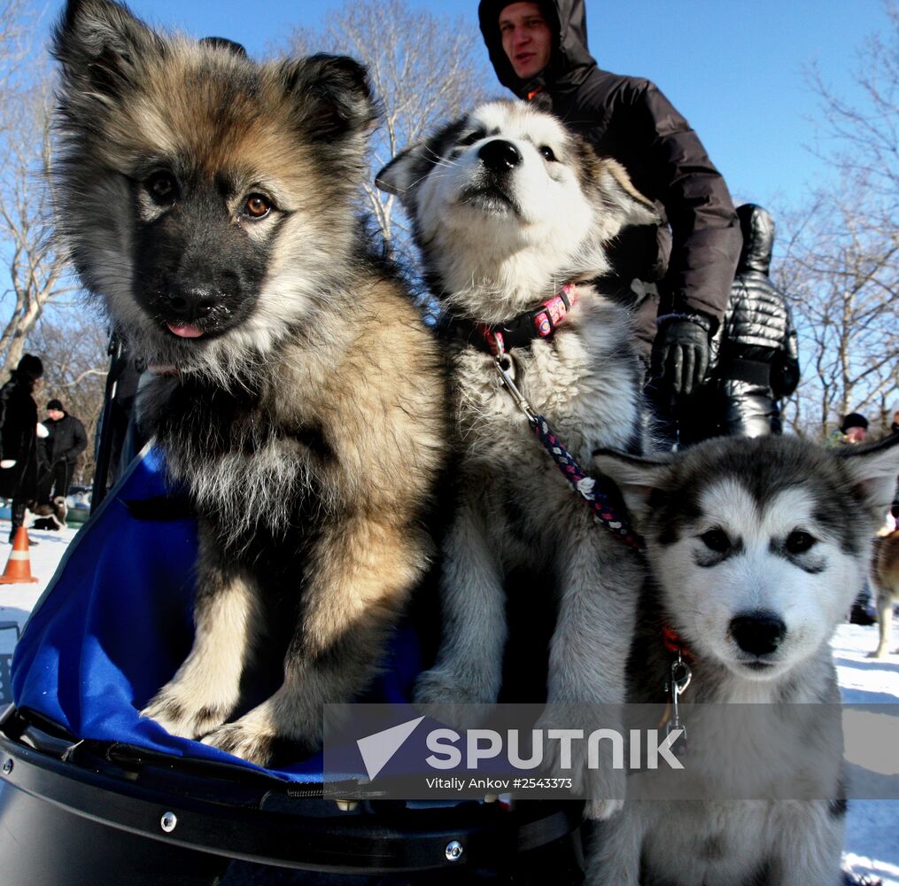 Mass competition "Draught Dogs' Fun Starts"