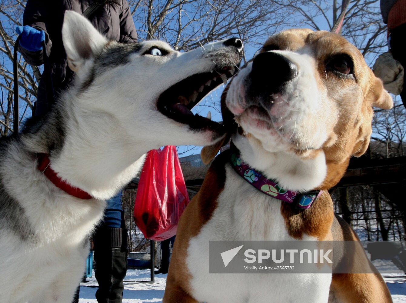 Mass competition "Draught Dogs' Fun Starts"