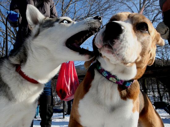 Mass competition "Draught Dogs' Fun Starts"